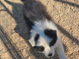 4 chiots Borders Collies LOF à vendre
