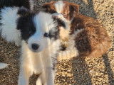 4 chiots Borders Collies LOF à vendre