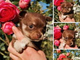 1 chiot femelle Chihuahua Toy à réserver