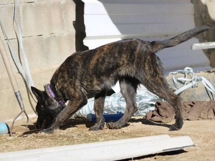 1 chiot mâle Berger Hollandais LOF à vendre
