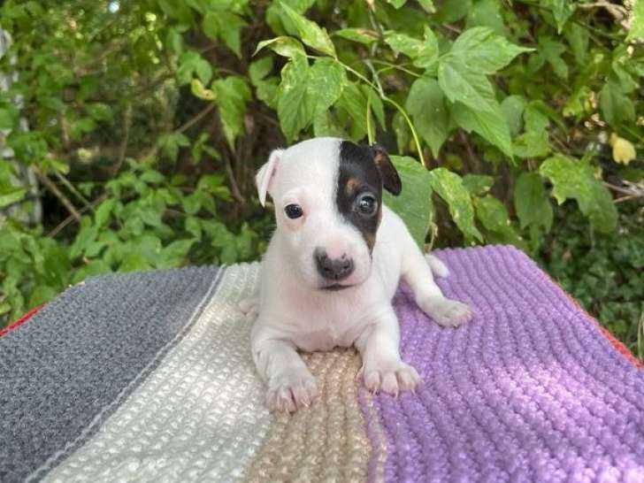 Chiots Jack Russells LOF à vendre, mâles et femelles nés le 17 juillet 2025