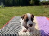Chiots Jack Russells LOF à vendre, mâles et femelles nés le 17 juillet 2025