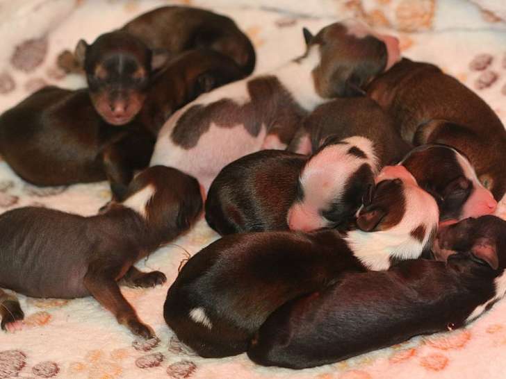 9 chiots Chiens Chinois à Crête LOF à réserver