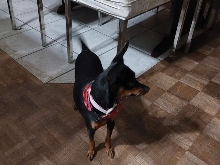 Femelle Pinscher à vendre