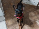 Femelle Pinscher à vendre