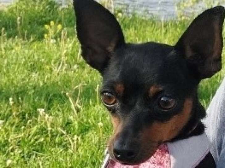 Femelle Pinscher à vendre