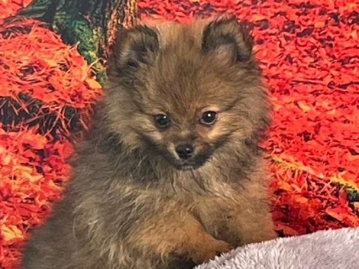 2 chiots Spitz Allemands à vendre, nés le 2 août 2025 (LOF)