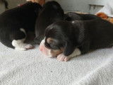 6 chiots Beagles LOF à réserver