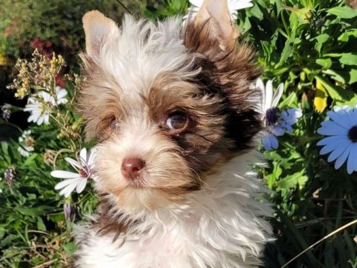 À vendre, 3 chiots Biewer Yorkshires LOF d'août 2025