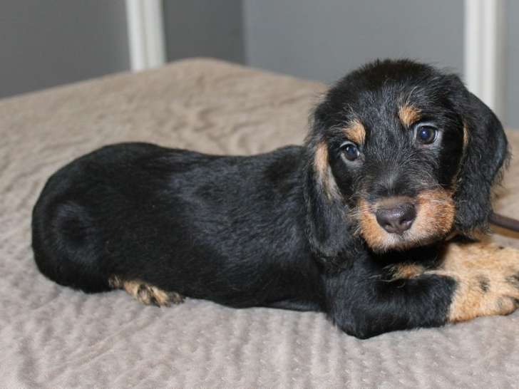 2 chiots femelles Teckels LOF à vendre