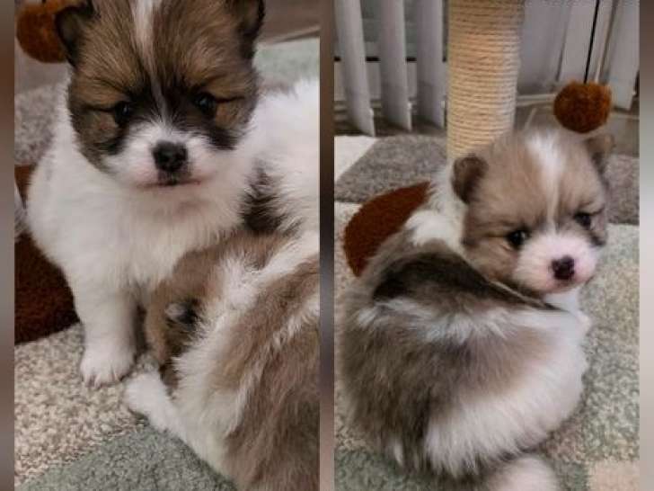 3 chiots mâles Spitz LOF disponibles à la réservation