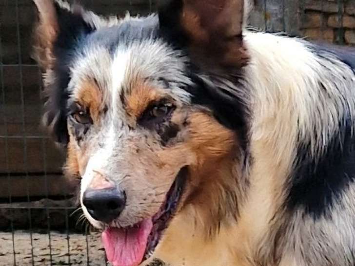 1 chienne Border Collie à vendre, noire et blanche née le 14 septembre 2022