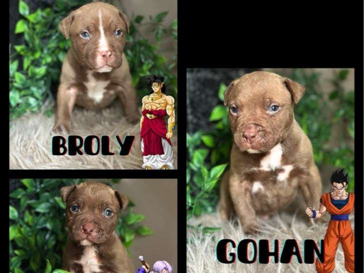 8 chiots American Bullies à réserver