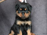 2 chiots Rottweilers LOF à réserver