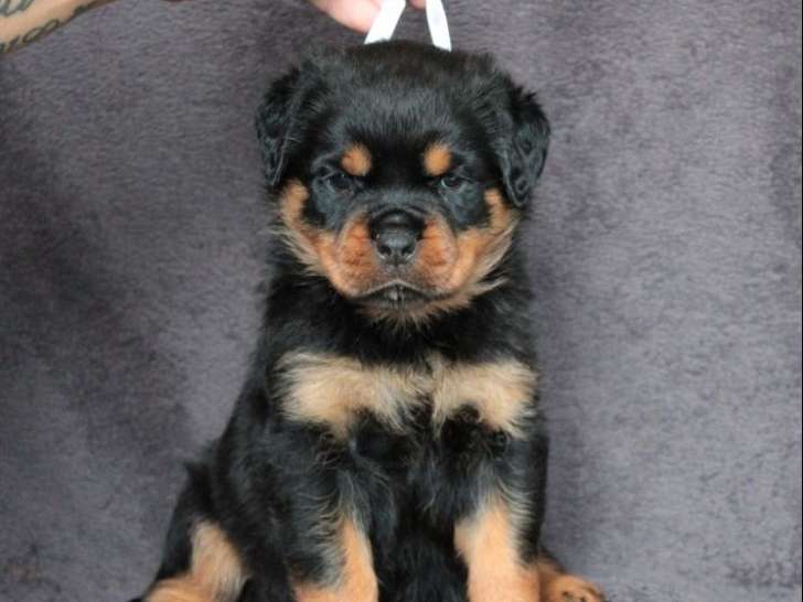 2 chiots Rottweilers LOF à réserver