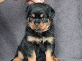 2 chiots Rottweilers LOF à réserver