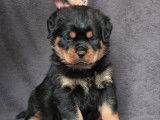 2 chiots Rottweilers LOF à réserver