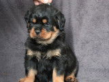 2 chiots Rottweilers LOF à réserver