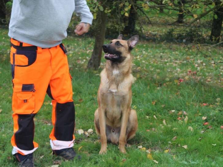 1 chien Berger Belge Malinois LOF à vendre, fauve charbonné né le 15 octobre 2024