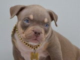 1 chiot mâle American Bully Pocket LOF à vendre