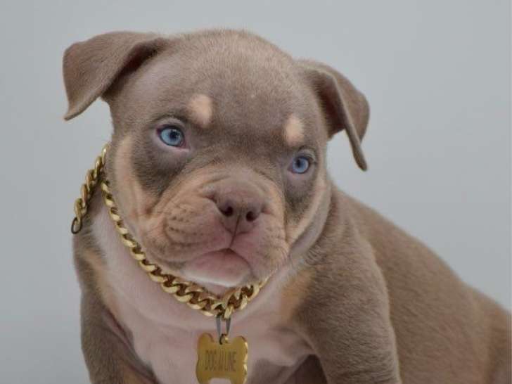 1 chiot mâle American Bully Pocket LOF à vendre
