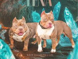 1 chiot mâle American Bully Pocket LOF à vendre