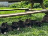 Adorables chiots Eurasier à vendre