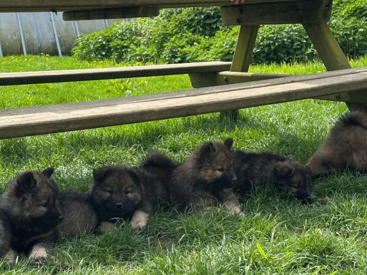 Adorables chiots Eurasier à vendre
