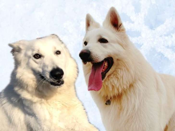 5 chiots Bergers Blancs Suisse LOF à réserver