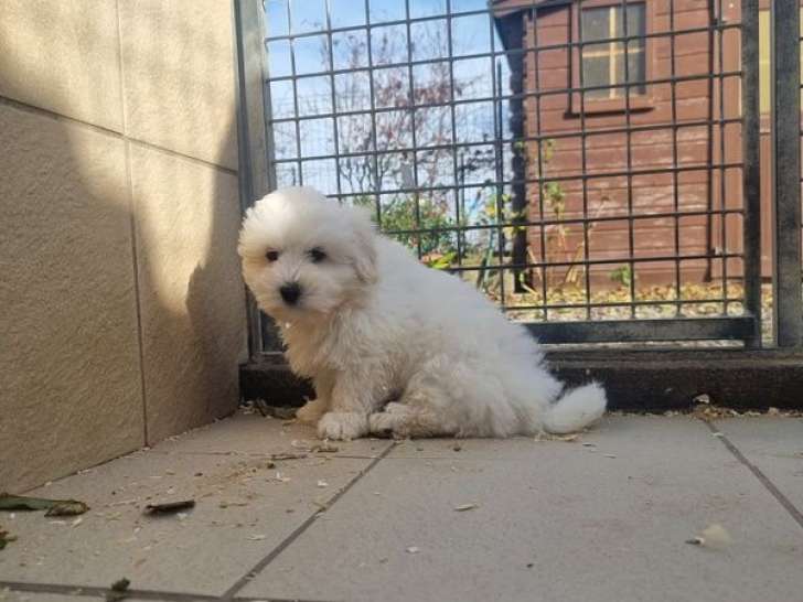 2 chiots Cotons de Tuléar LOF à vendre