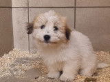 2 chiots Cotons de Tuléar LOF à vendre