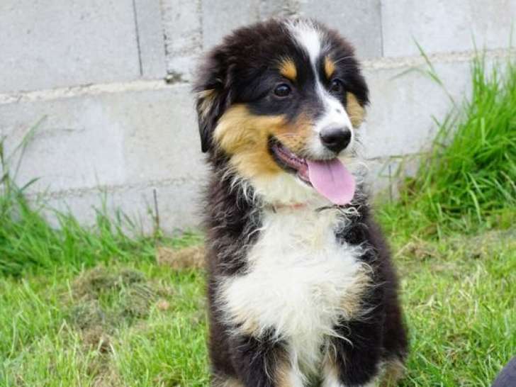 5 chiots Bergers Américains Miniatures LOF à vendre