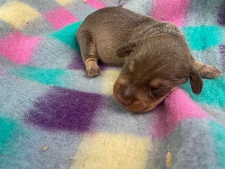 4 chiots Teckels LOF à réserver, nés en octobre 2025