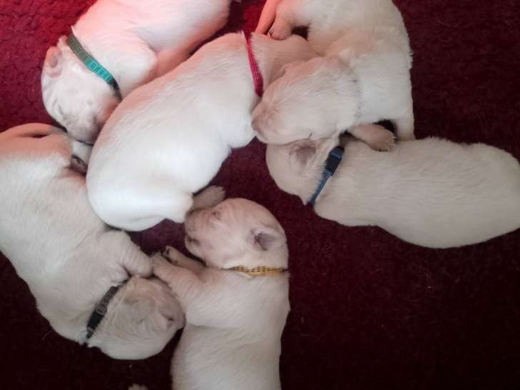 6 chiots Golden Retrievers LOF à réserver, mâles et femelles nés en octobre 2025