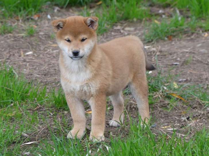 6 chiots Shiba Inus LOF à vendre, 3 mâles et 3 femelles nés en août 2025