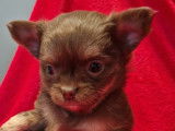 5 chiots Chihuahuas femelles à réserver, chocolat tan nées en septembre 2025