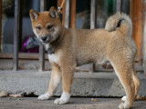 1 chiot Shiba Inu mâle LOF à vendre, né en juillet 2025