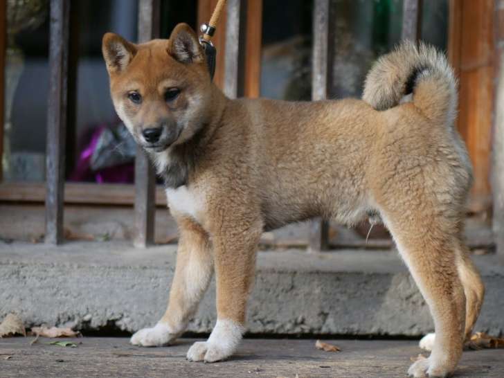 1 chiot Shiba Inu mâle LOF à vendre, né en juillet 2025