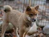 1 chiot Shiba Inu mâle LOF à vendre, né en juillet 2025