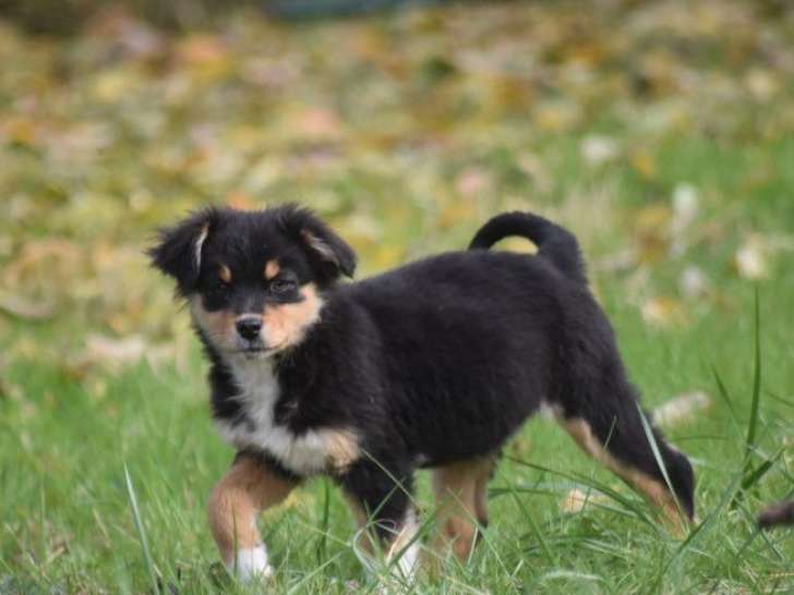 2 chiots Bergers Australiens LOF à vendre, 1 mâle et 1 femelle noirs tricolores nés en août 2025