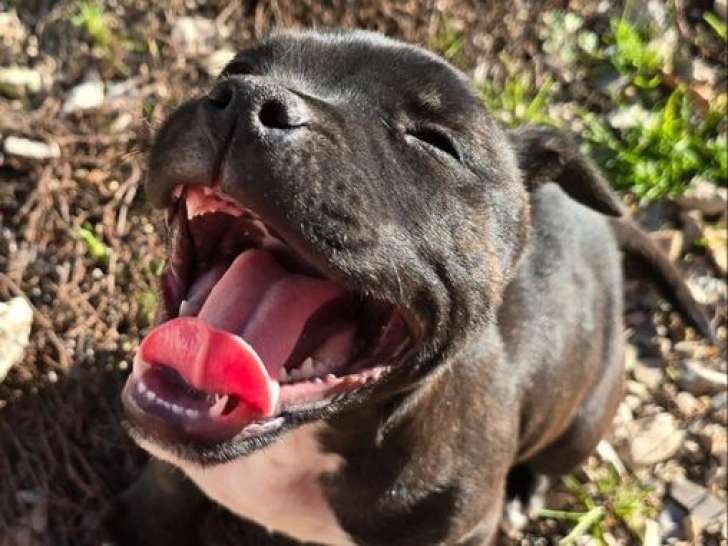 1 chiot Staffordshire Bull Terrier mâle LOF à vendre, noir né en août 2025