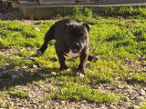 1 chiot Staffordshire Bull Terrier mâle LOF à vendre, noir né en août 2025