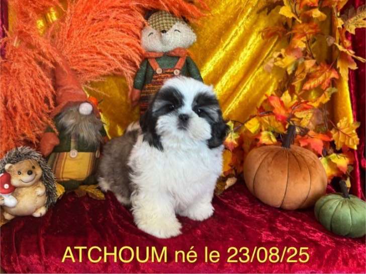 Chiots Shih Tzu LOF disponibles à la vente