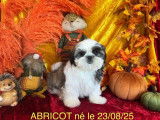 Chiots Shih Tzu LOF disponibles à la vente