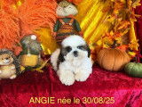 Chiots Shih Tzu LOF disponibles à la vente