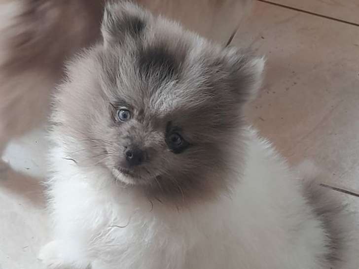 1 chiot Spitz mâle à réserver, bicolore bleu merle né en septembre 2025