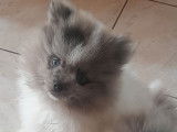 1 chiot Spitz mâle à réserver, bicolore bleu merle né en septembre 2025