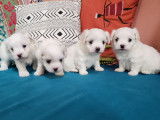 4 chiots Bichons Maltais à réserver, 3 mâles et 1 femelle nés en octobre 2025
