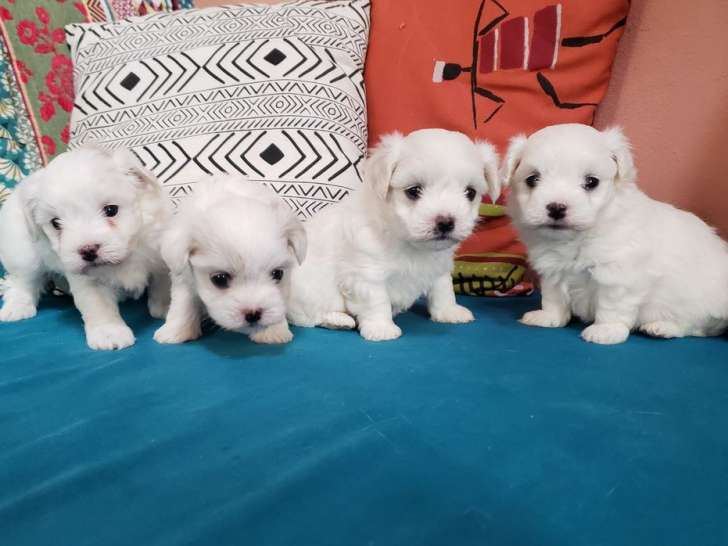 4 chiots Bichons Maltais à réserver, 3 mâles et 1 femelle nés en octobre 2025