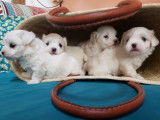 4 chiots Bichons Maltais à réserver, 3 mâles et 1 femelle nés en octobre 2025